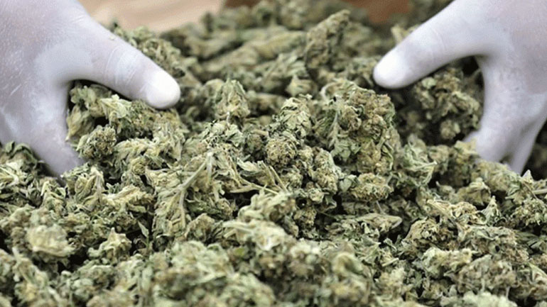 Χειροπέδες σε 35χρονο που είχε κρύψει σε ερημική τοποθεσία 15 κιλά κάνναβης