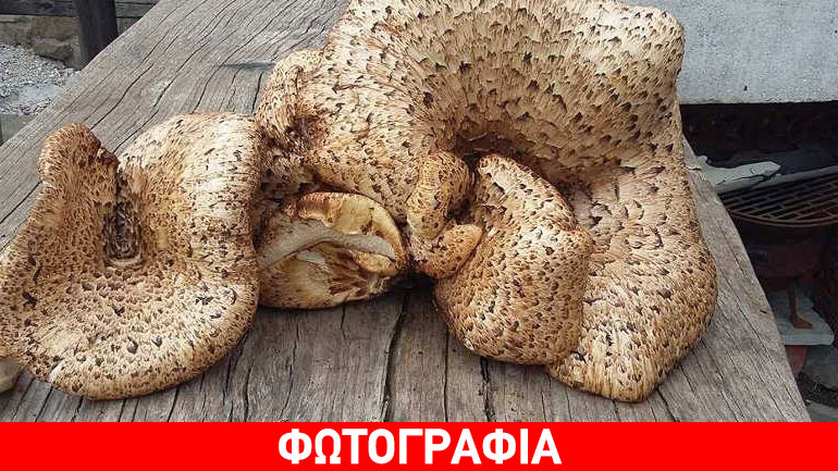 Είδε μπροστά του ένα τεράστιο μανιτάρι και… έπαθε πλάκα