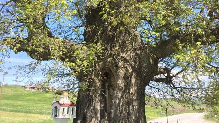 Βρέθηκε στη  Δεσκάτη Γρεβενών η αρχαιότερη βελανιδιά της Ευρώπης