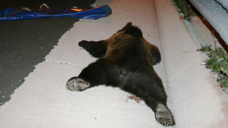 Νέο τροχαίο με θύμα αρκούδα στην Καστοριά