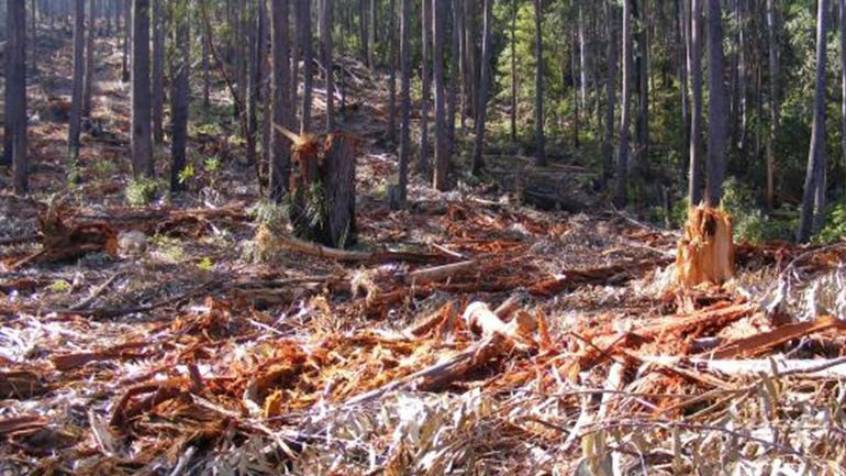 Λαθροθηρία ή παράνομη υλοτομία στο 45% των φυσικών τοπίων της UNESCO καταγγέλει η WWF