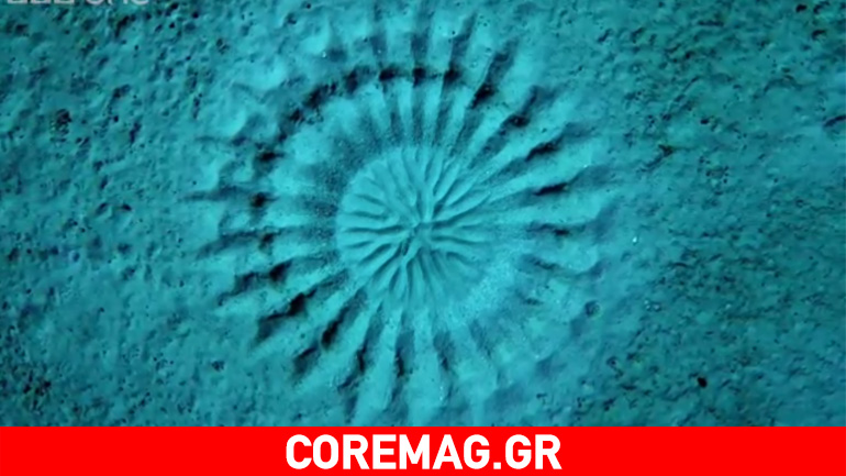 Το υπέροχο έργο τέχνης ενός ψαριού