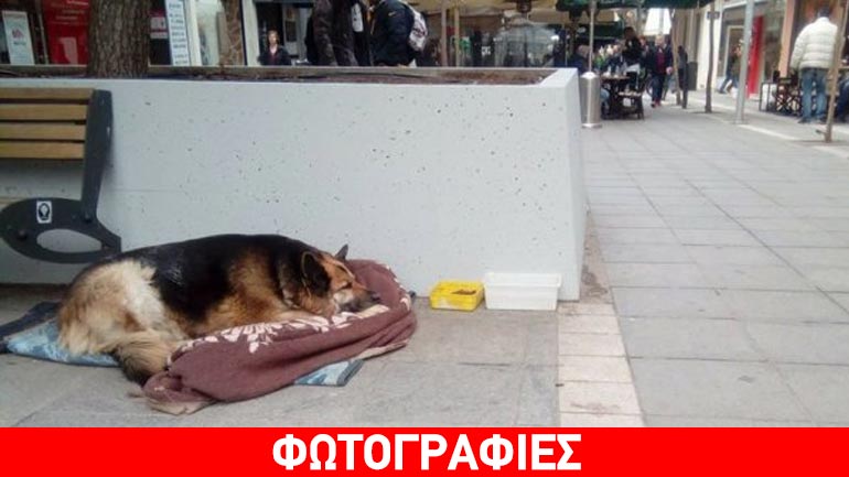 Θεσσαλονίκη: Η Μπέλα που έχει ξετρελάνει μικρούς και μεγάλους στον πεζόδρομο της Καλαμαριάς