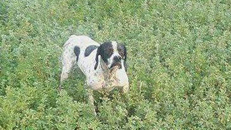 Πρέβεζα: Χάθηκε ο Άρης