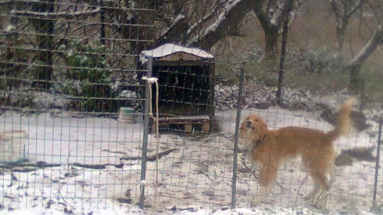 Λήμνος: Χάθηκε ο σκύλος της φωτογραφίας
