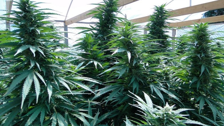 Ημαθία: «Δασύλλιο» κάνναβης σε αυλή σπιτιού