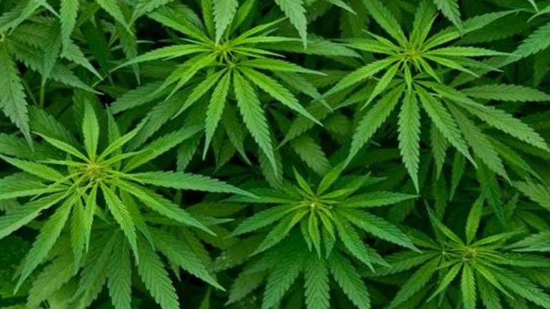 Ξανθός: Σύντομα πρόσβαση ασθενών στην κάνναβη για θεραπευτικούς λόγους