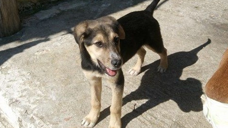 Αργολίδα: Χαρίζεται ο Άλφι