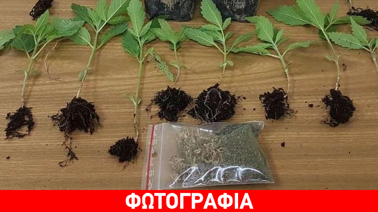 Είχε φυτέψει δενδρύλλια κάνναβης στην αυλή του σπιτιού του