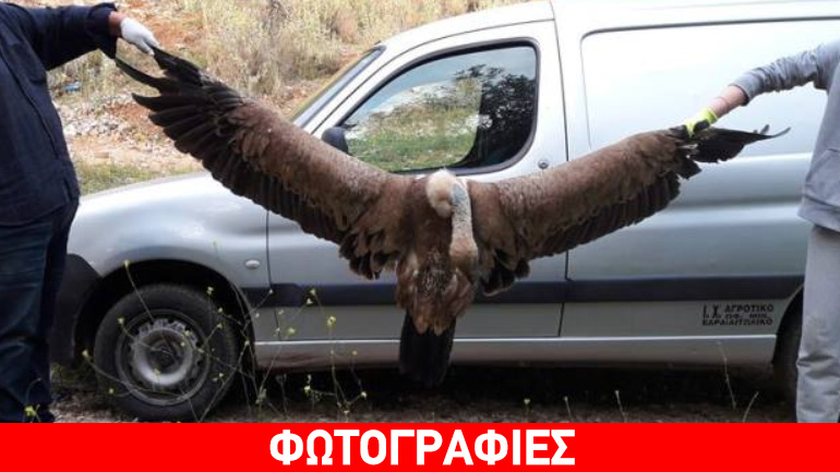 Νεκρός γύπας στο Αιτωλικό