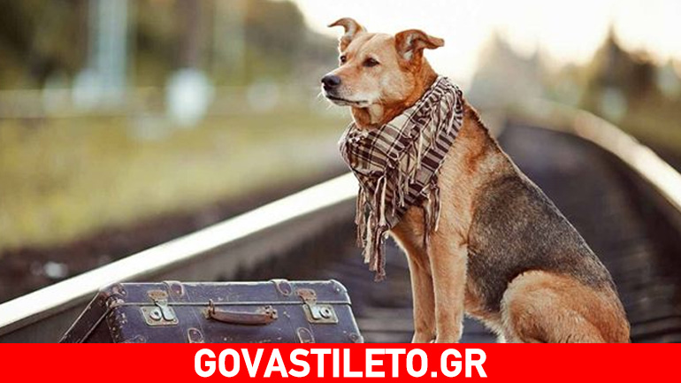 Σκύλοι εργαζόμενοι: Τι δουλειές κάνουν;