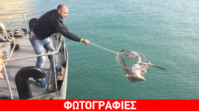 Ηράκλειο: Λιμενικός σώζει γλάρο