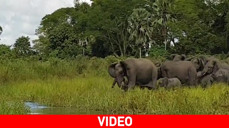 Μαλάουι: Ελέφαντας ξεφεύγει από τα δόντια κροκόδειλου