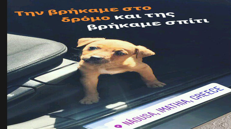 Ο Κυριάκος Μητσοτάκης έσωσε την αδέσποτη σκυλίτσα