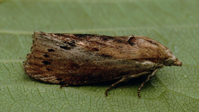 Ανακαλύφθηκε έντομο που τρώει πλαστικά