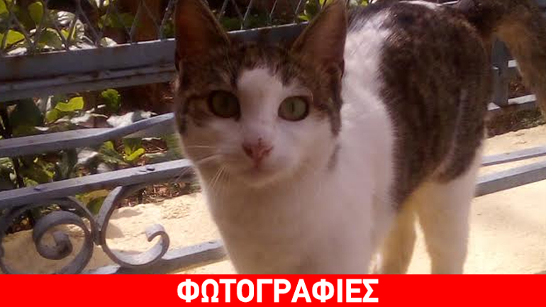 Γατούλα δίνεται για υιοθεσία