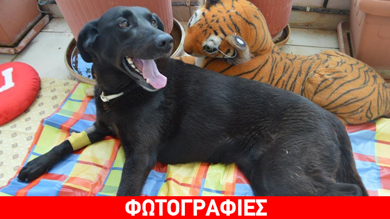 Χαρίζεται ημίαιμη λαμπραντορίτσα