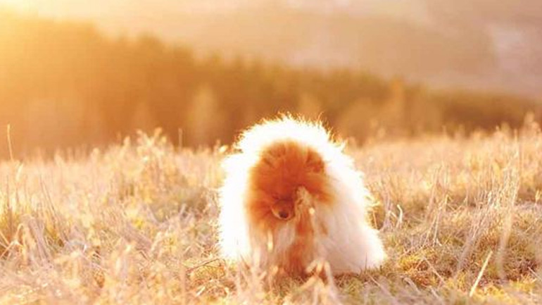 Γιατί τα σκυλιά χρειάζονται ήλιο;