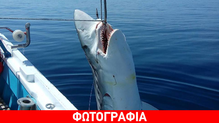 Σκόπελος: Έπιασαν καρχαρία που ζυγίζει πάνω από 300 κιλά!