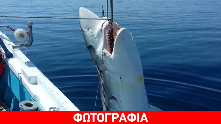 Καρχαρίας επτά μέτρων στη Σκόπελο