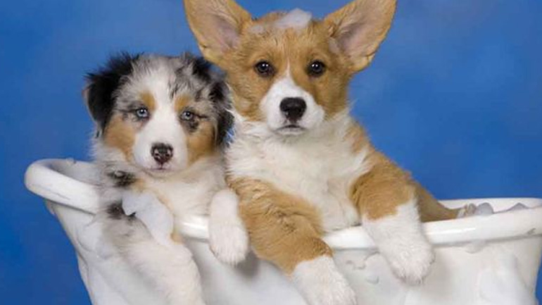 Τι συμβαίνει και ο σκύλος σας κάνει σαν τρελός μετά το μπάνιο;