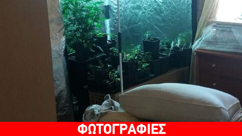 Καλλιεργούσε κάνναβη δίπλα στο κρεβάτι του