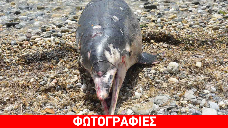 Αργολίδα: Νεκρό δελφίνι στην παραλία του Τημενίου