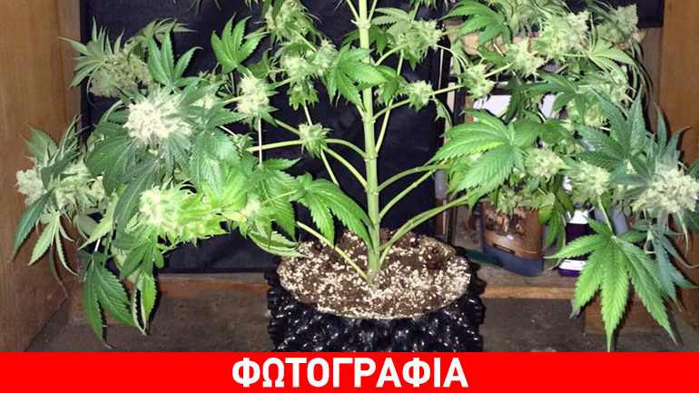 Έβρος: Ο σκύλος… μύρισε το δάσος κάνναβης