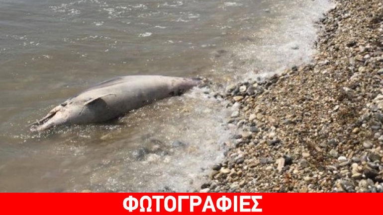 Δεύτερο δελφίνι νεκρό με κομμένη ουρά στην Αργολίδα