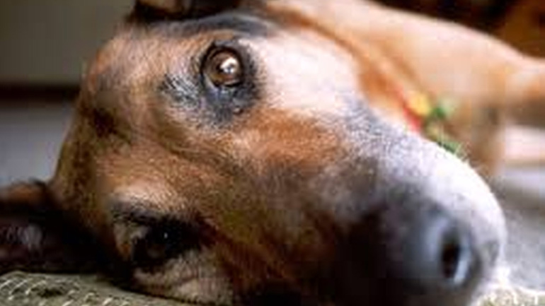 Μεσολόγγι: Θανάτωση σκύλων με δηλητηριασμένη τροφή