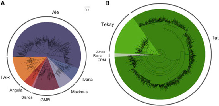 Φυλογενετική ανάλυση στο γονιδίωμα του τσαγιού 