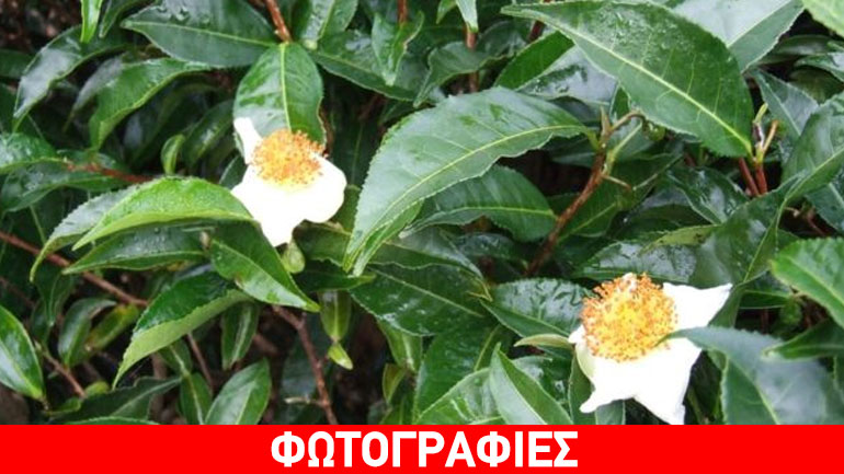 Έγινε η πρώτη ανάγνωση του DNA του δέντρου του τσαγιού