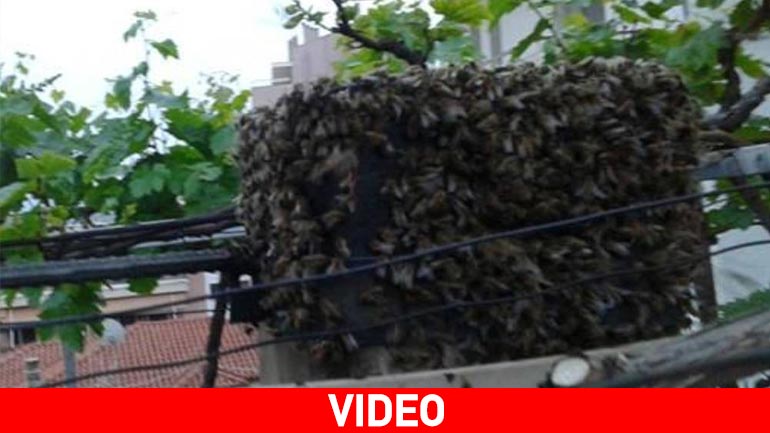 Απίστευτο: Μελίσσι μετακόμισε σε τζάκι σπιτιού στο κέντρο της Λαμίας
