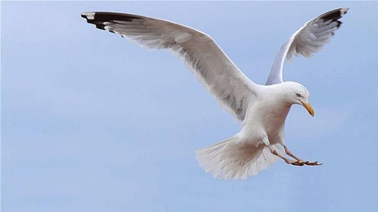 Πρόστιμο σε όσους ταΐζουν τους γλάρους επιβάλει η Βρετανία