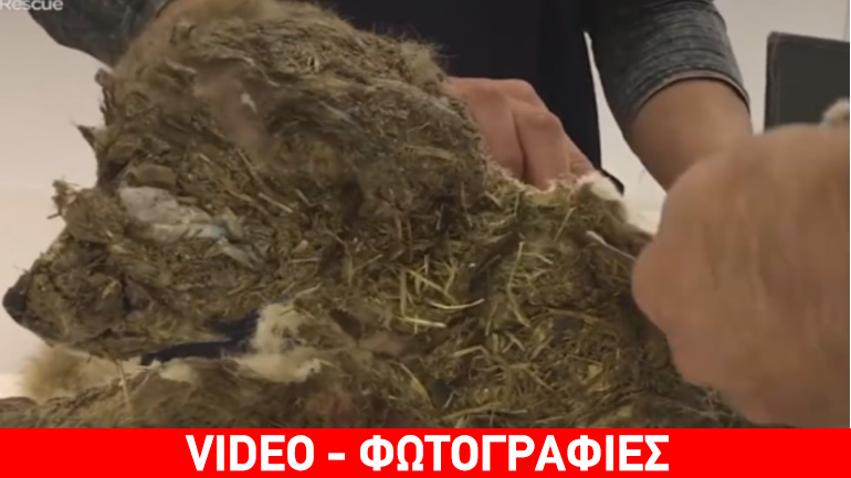 Η συγκλονιστική μεταμόρφωση ενός σκύλου που έπεσε θύμα κακοποίησης