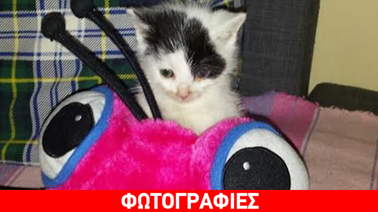 Χαρίζεται γατάκι