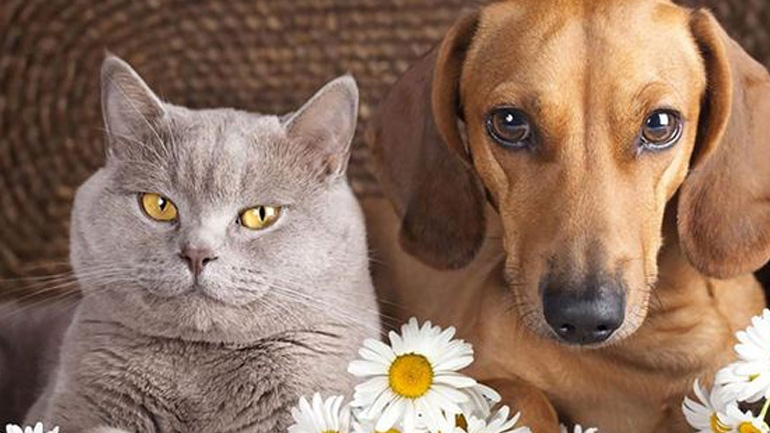 Το κάπνισμα βλάπτει την υγεία του σκύλου ή της γάτας μας;