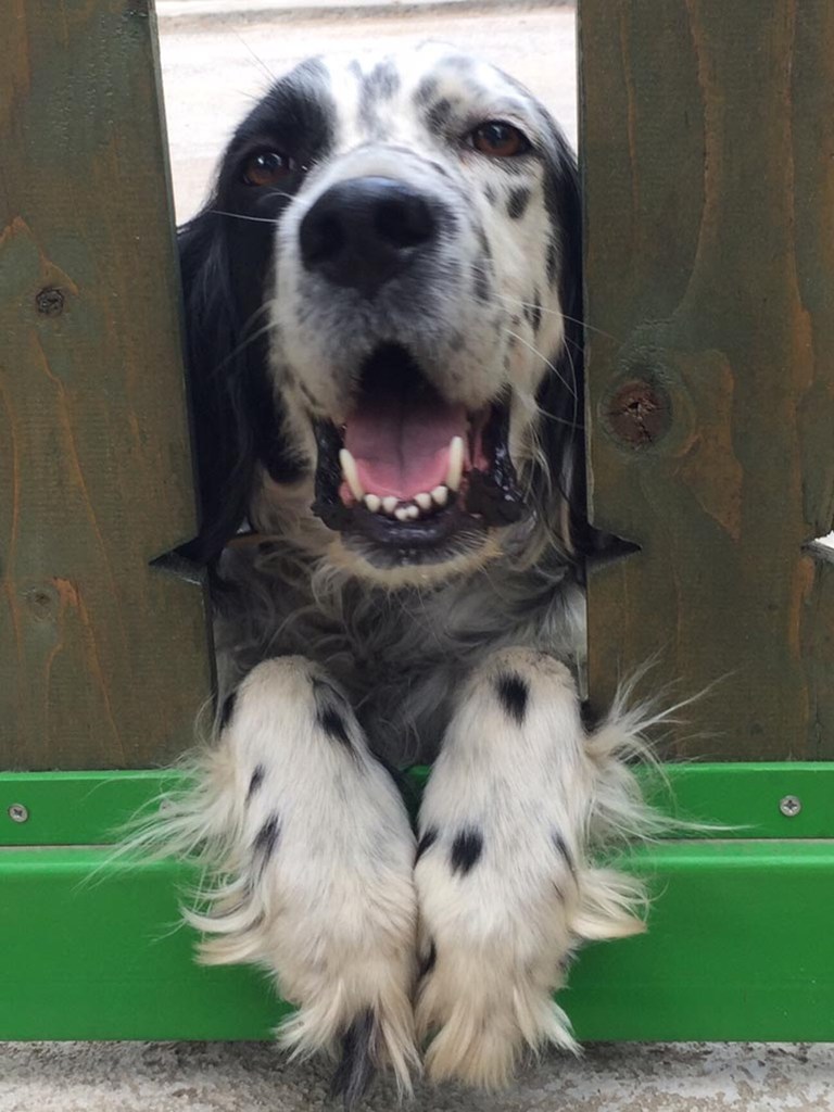 Η Λάσι βρήκε τον θάνατο, καθώς μύρισε το συγκεκριμένο δηλητήριο που αφέθηκε στο δάσος