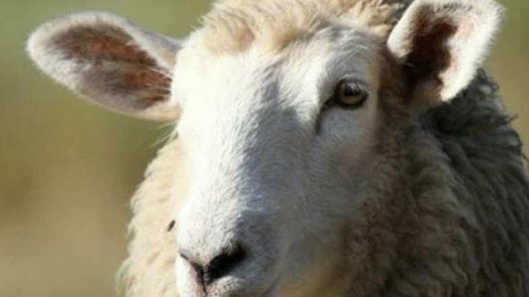 Πυροσβέστες στη Βρετανία έσωσαν παγιδευμένο πρόβατο