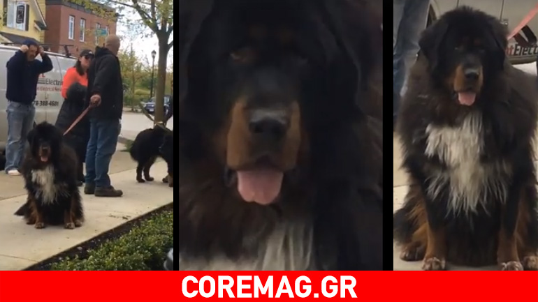 Ο σκύλος πεινάει!