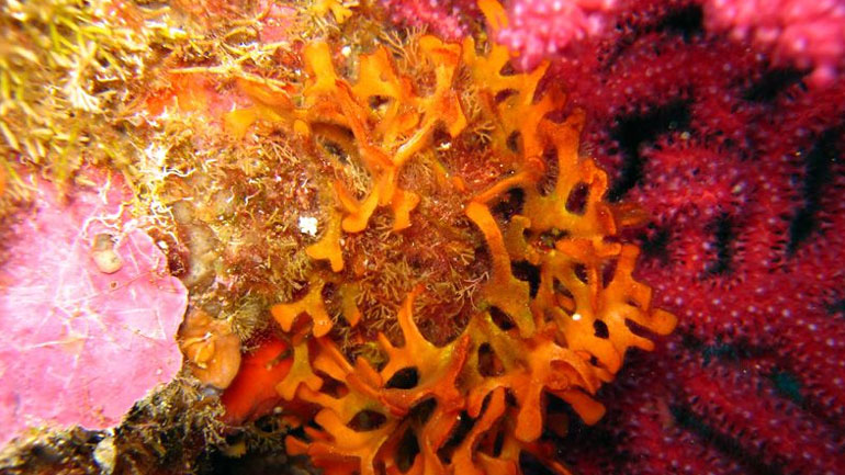 Διεθνής Ένωση Διατήρησης της Φύσης: Σε κίνδυνο τα κοράλλια της Μεσογείου