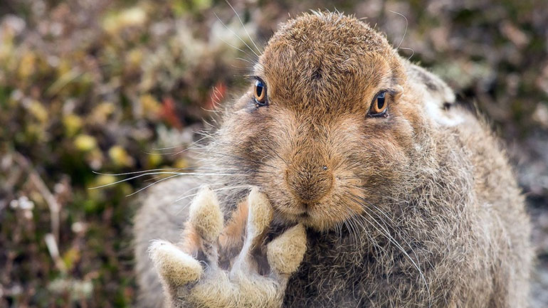 Παρακολουθήστε ντοκιμαντέρ για την άγρια φύση και ανεβείτε ψυχολογικά