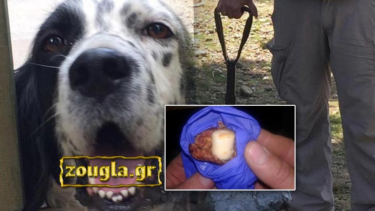 Θανάσιμος κίνδυνος για ανθρώπους και ζώα από δηλητήρια υδροκυανίου στο δάσος της Στενής Ευβοίας