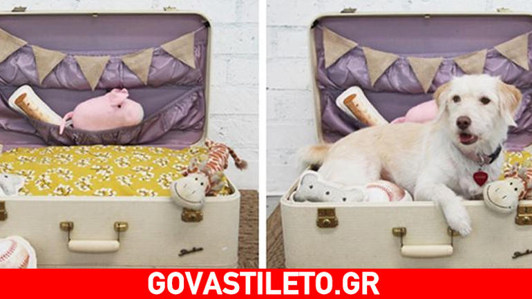 Φτιάξτε μόνοι σας κρεβάτι σκύλου από βαλίτσα!