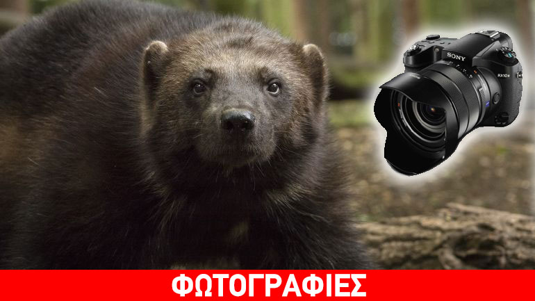 Μια εκπληκτική σειρά φωτογραφιών της Sony για την άγρια ζωή