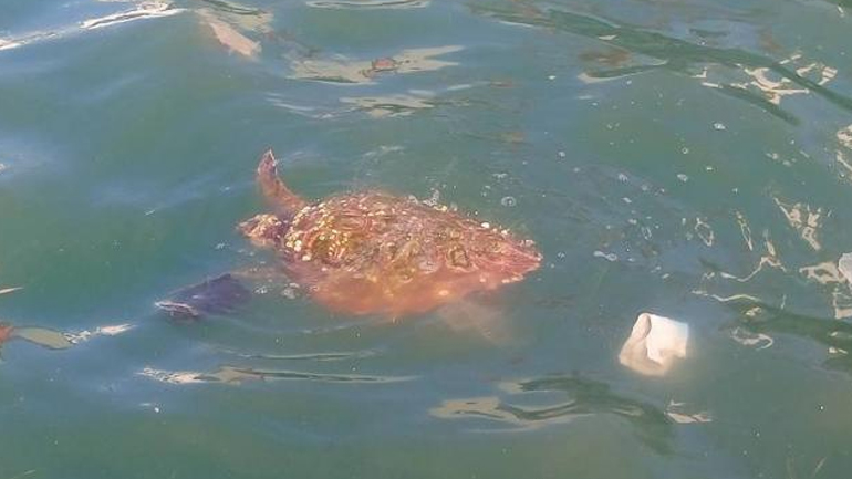 Εντοπίστηκε τραυματισμένη χελώνα στο λιμάνι της Πάτρας