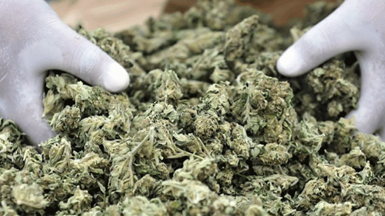 Κατασχέθηκε 105 κιλά ακατέργαστη κάνναβη