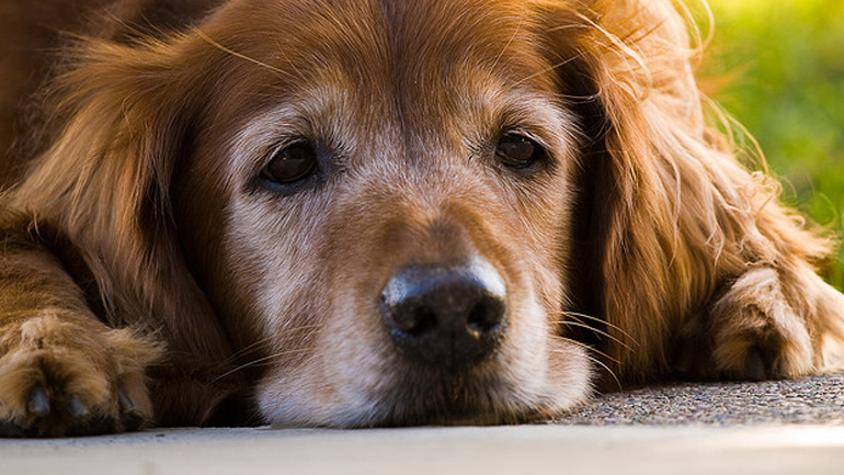 Οι 8 αλλαγές που συμβαίνουν σε έναν ηλικιωμένο σκύλο