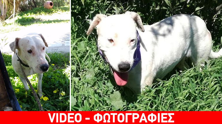 Η γλυκιά Νάγια περιμένει την ιδανική οικογένεια – Ανοίξτε την αγκαλιά σας σε μια αξιολάτρευτη σκυλίτσα