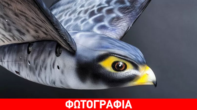 Ρομποτικό πουλί διώχνει τα πραγματικά πουλιά μακριά από τα αεροπλάνα!